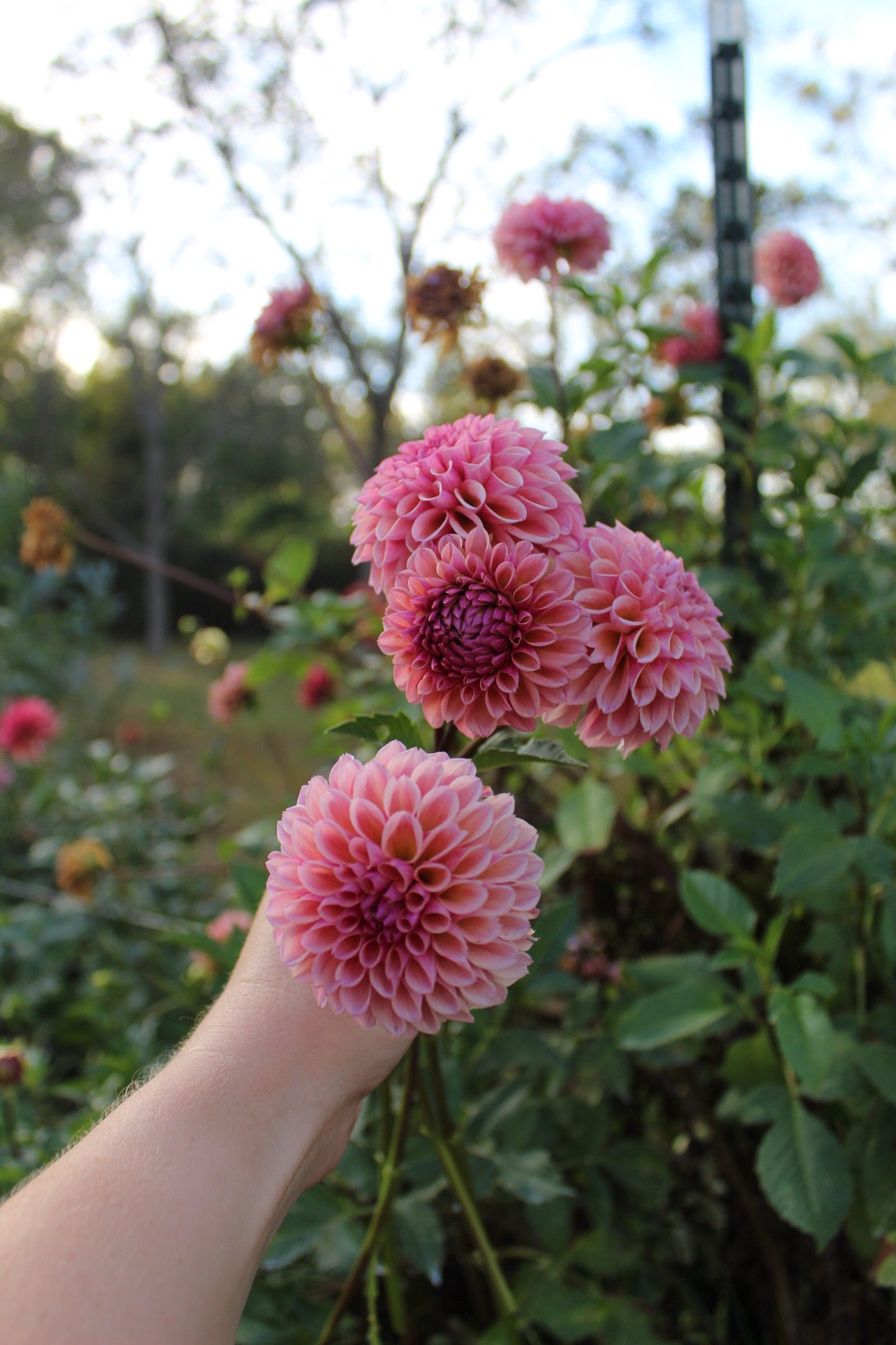 Bracken Ruse Cutting