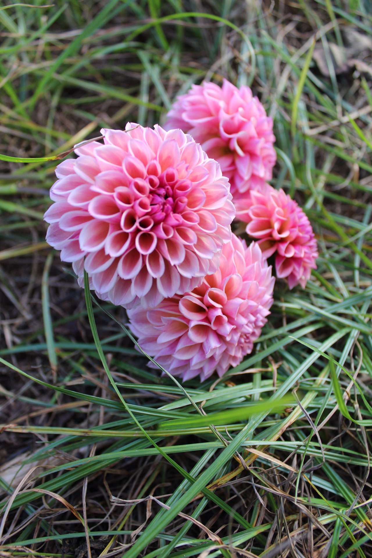 Bracken Ruse Cutting