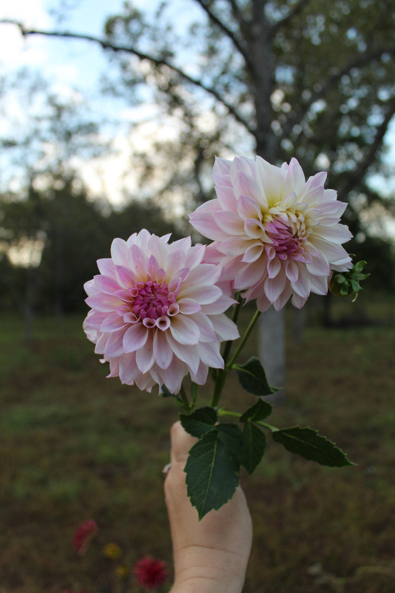 Bloomquist Compare Cutting