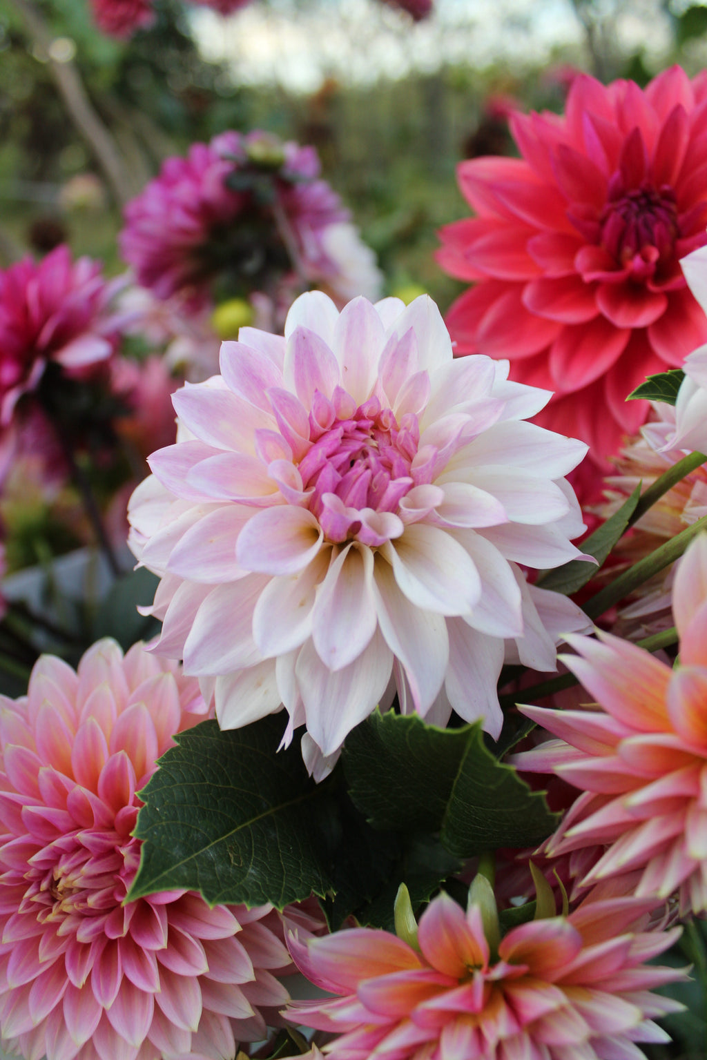 Bloomquist Compare Cutting