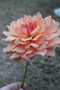 Peach Bud Cutting