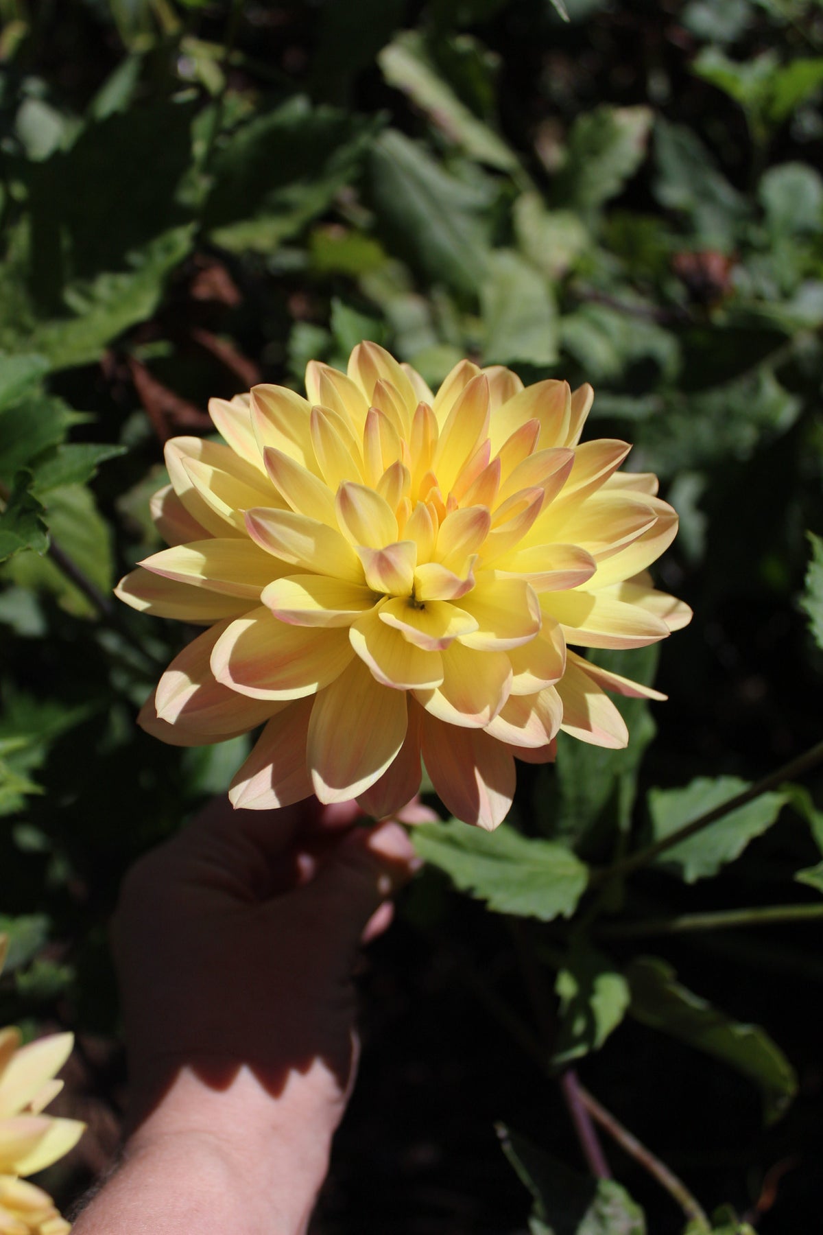 Lee's Lotusland Cutting