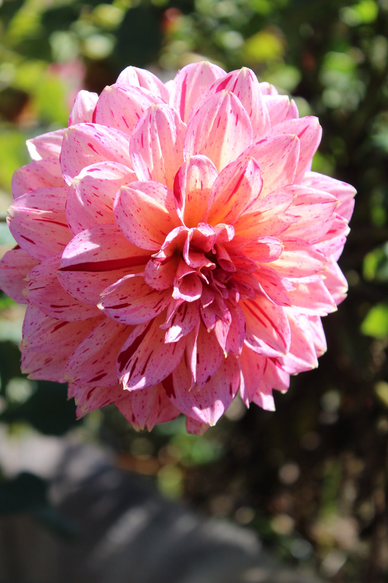 Carmen Fiesta Cutting