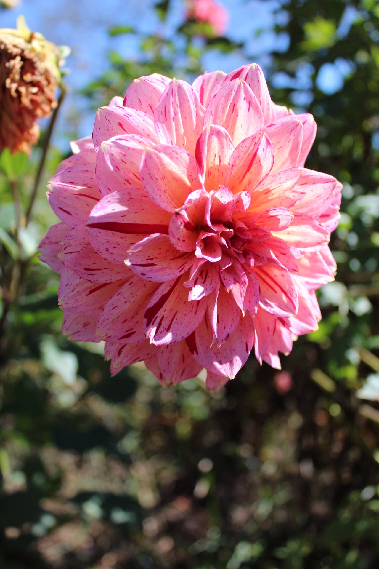 Carmen Fiesta Cutting