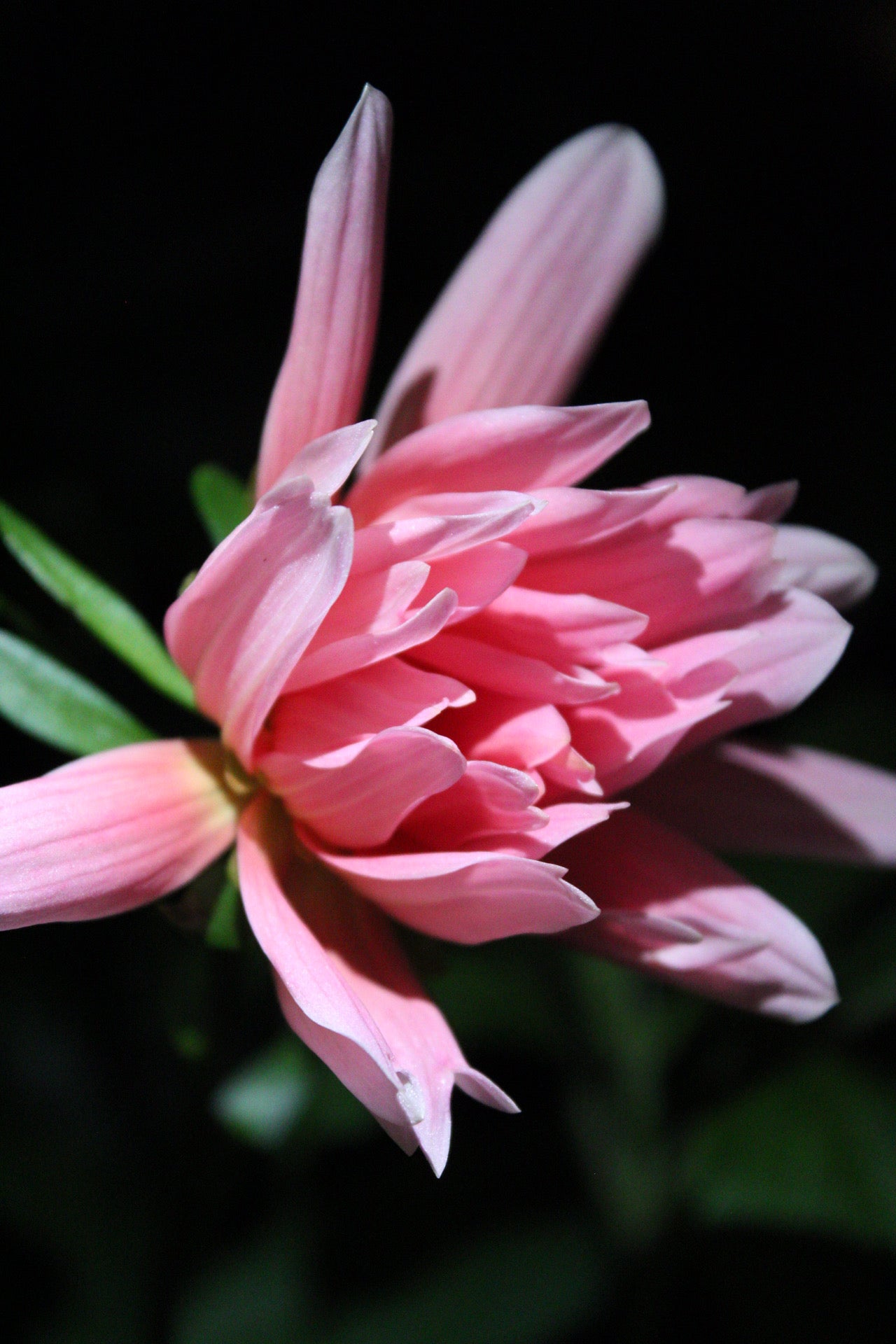 Carolina Wagemans Cutting