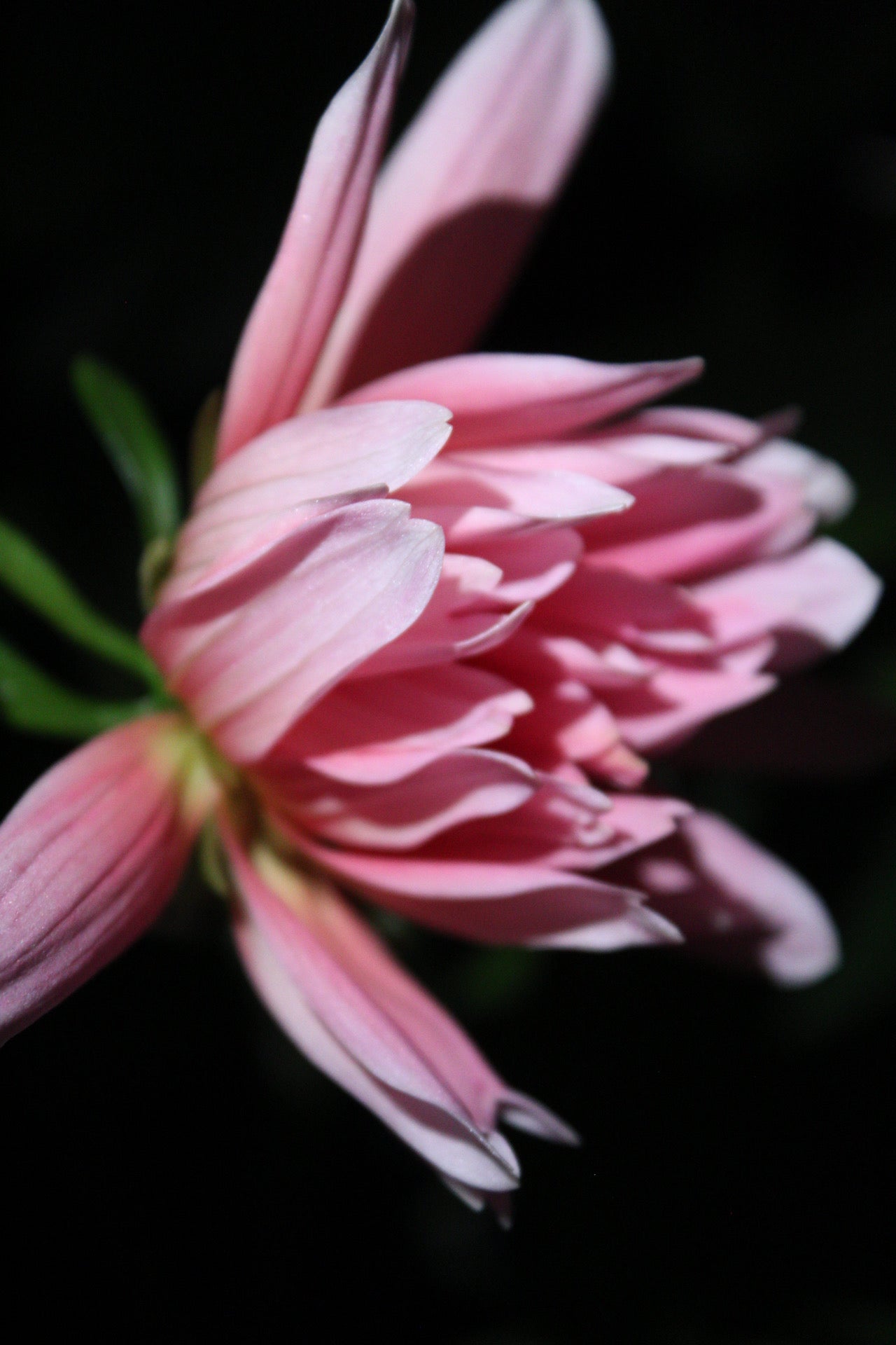 Carolina Wagemans Cutting