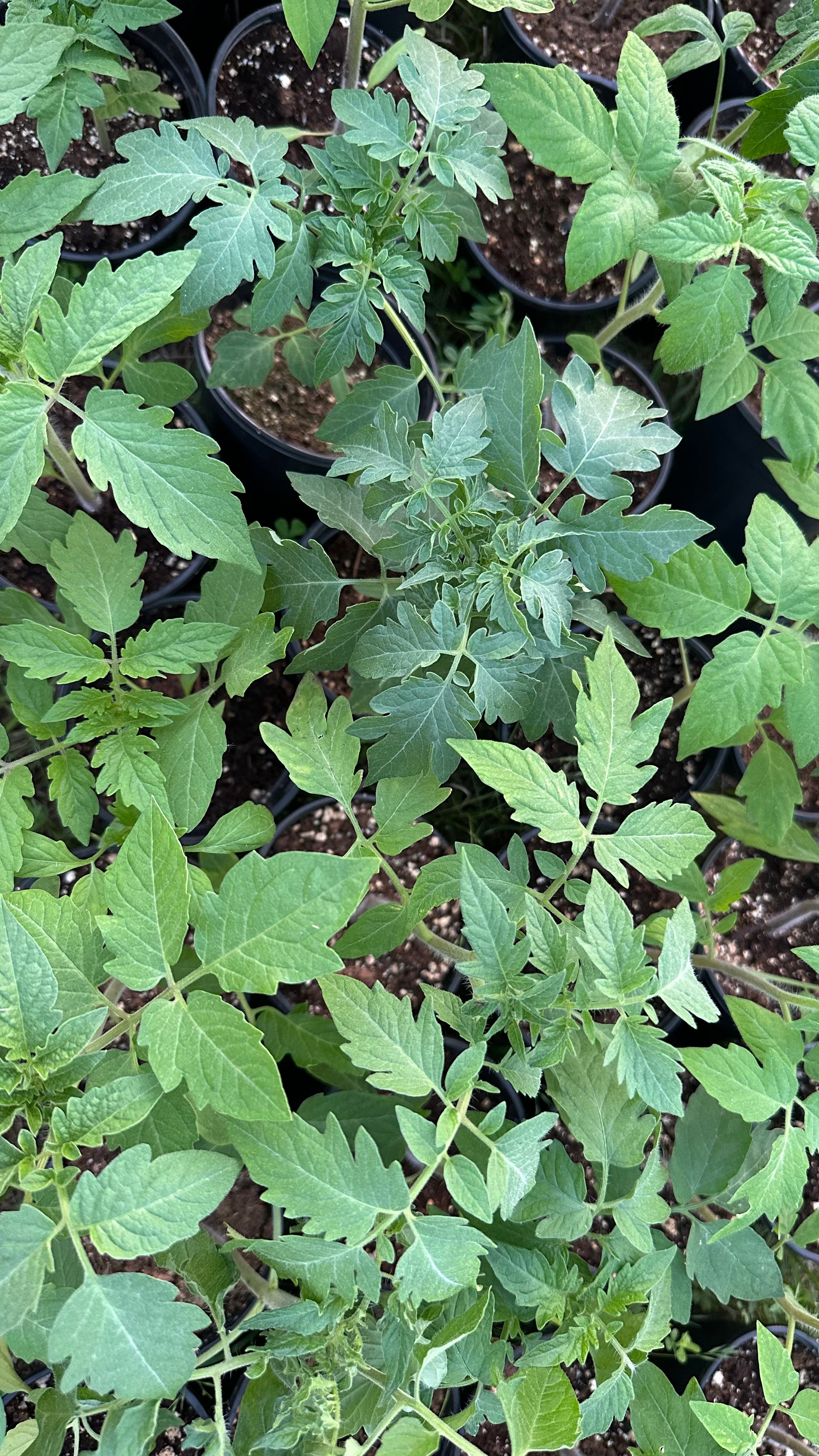 Choose Pick-up Option