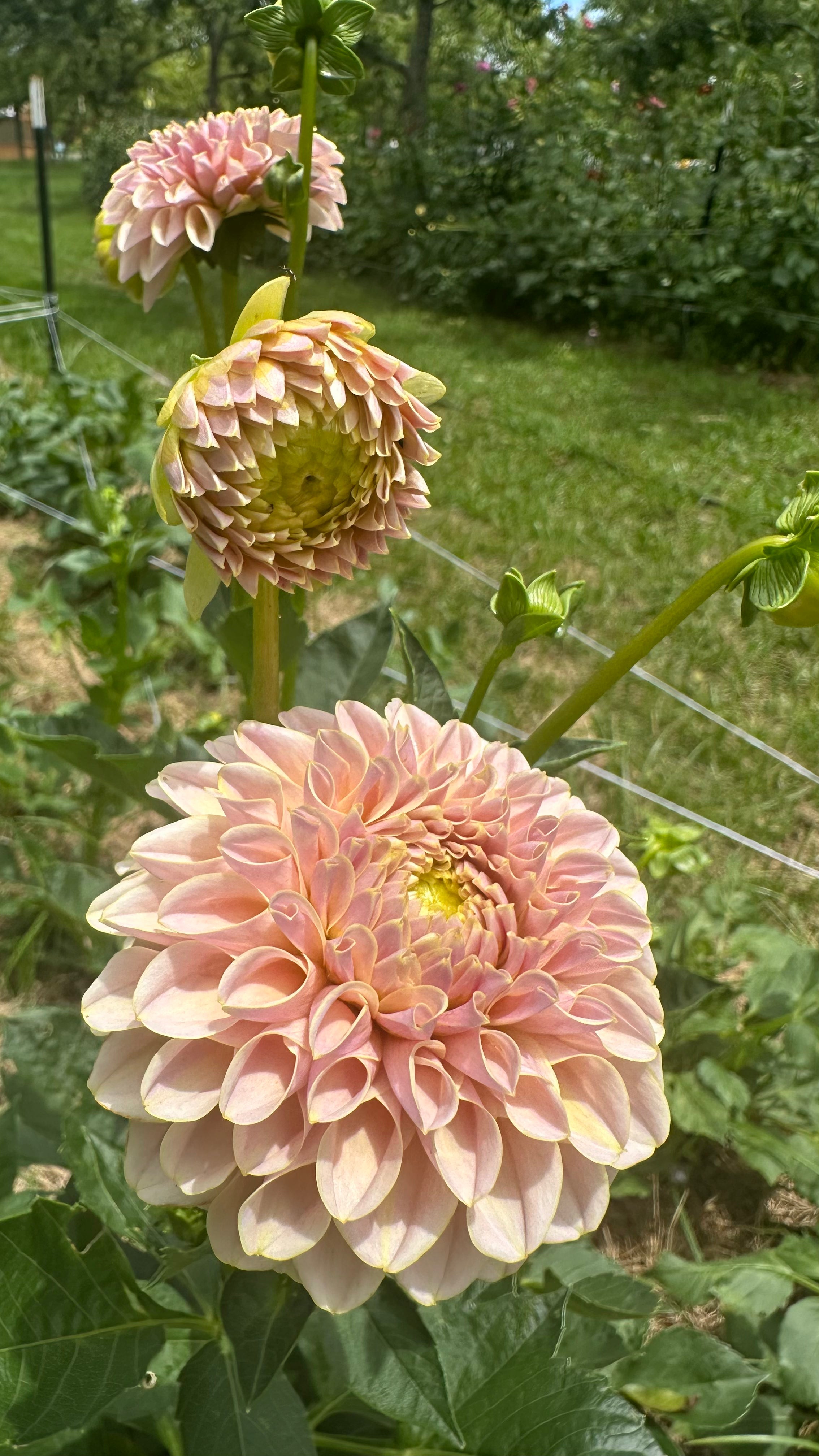 KA's® Cinder Rose Cutting