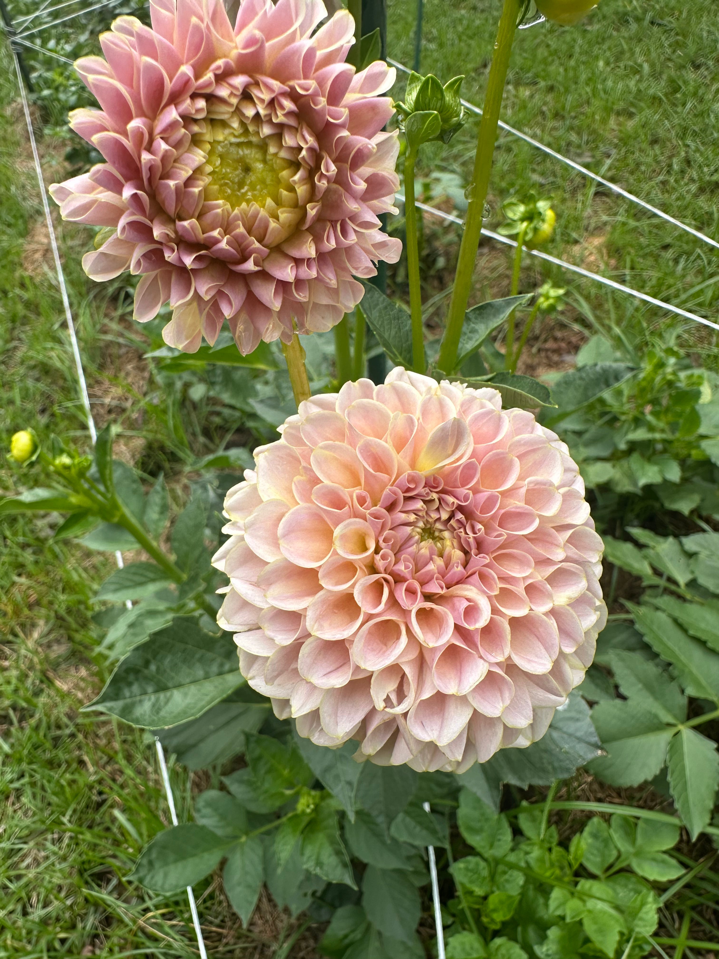 KA's® Cinder Rose Cutting