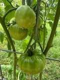 Tomato Plants