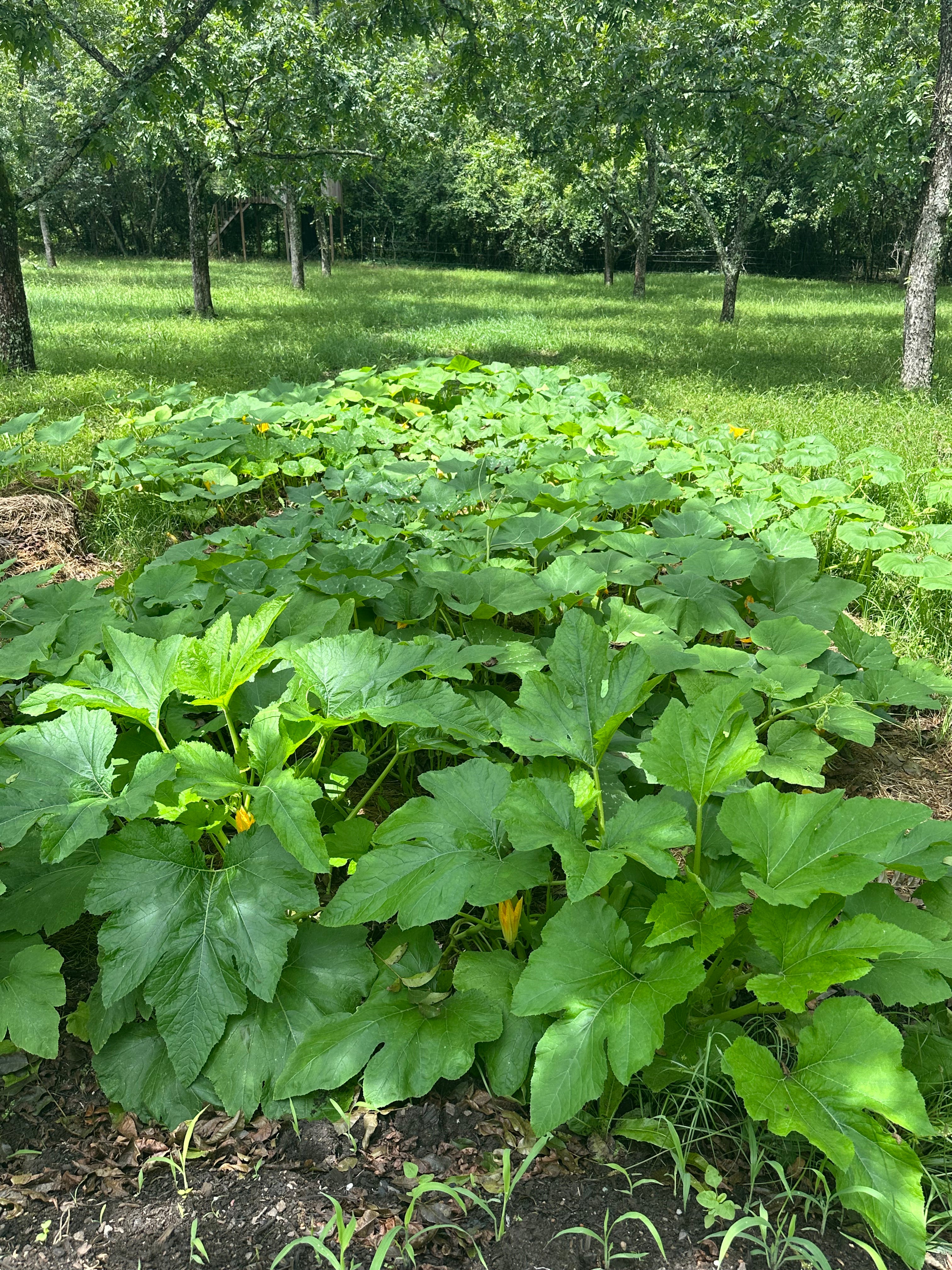 Squash Plants