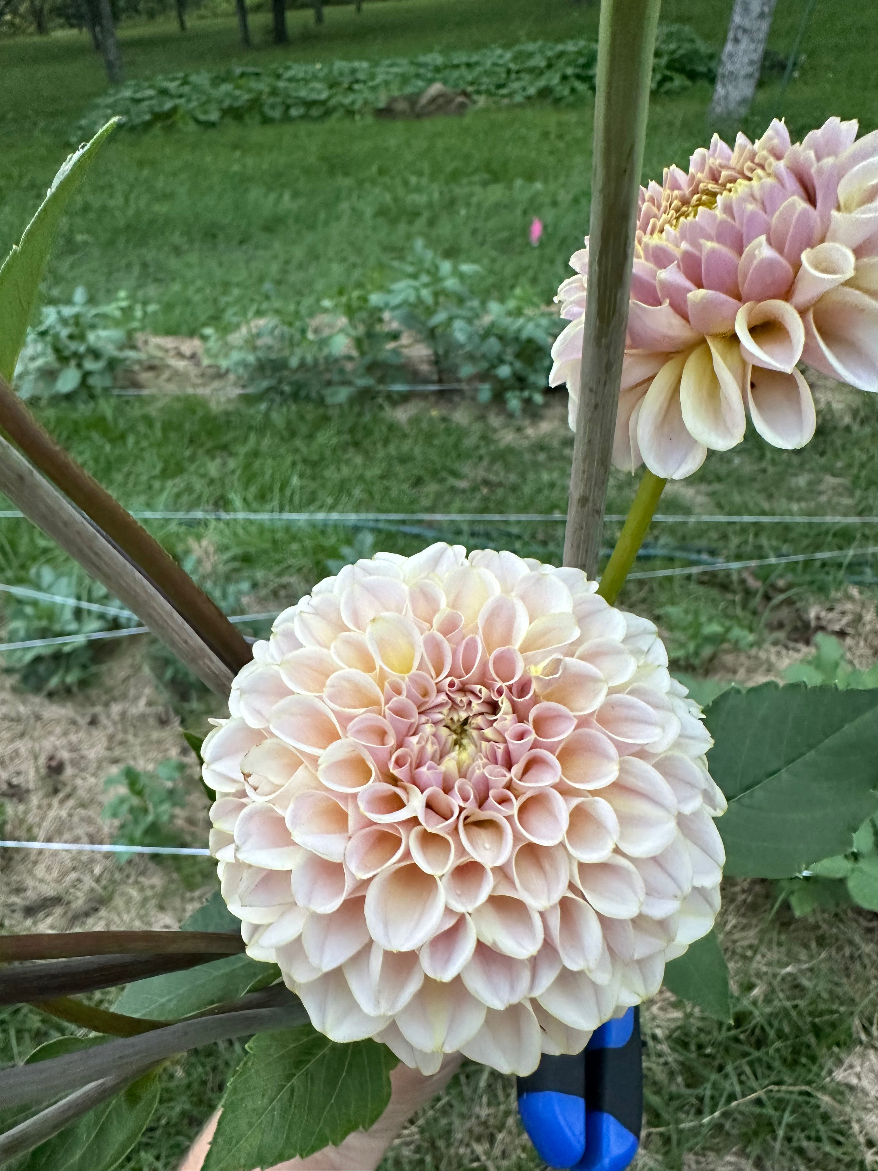 KA's® Cinder Rose Cutting