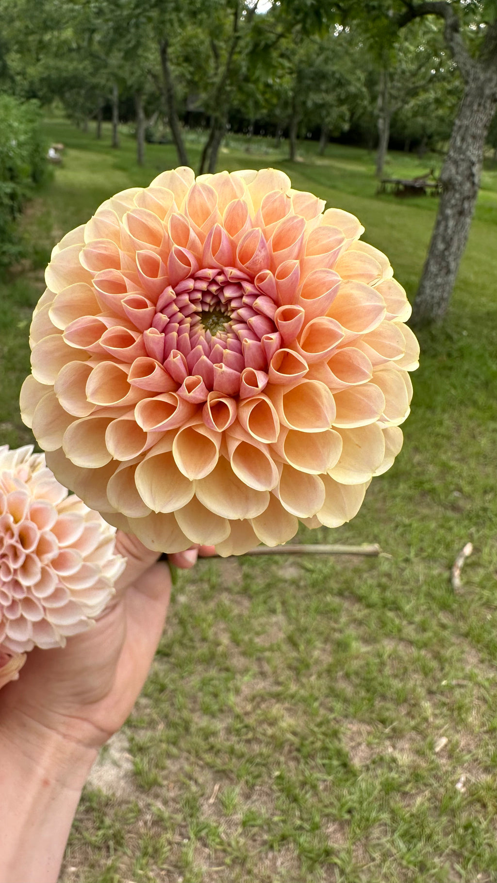 KA's® Daybreak Cutting