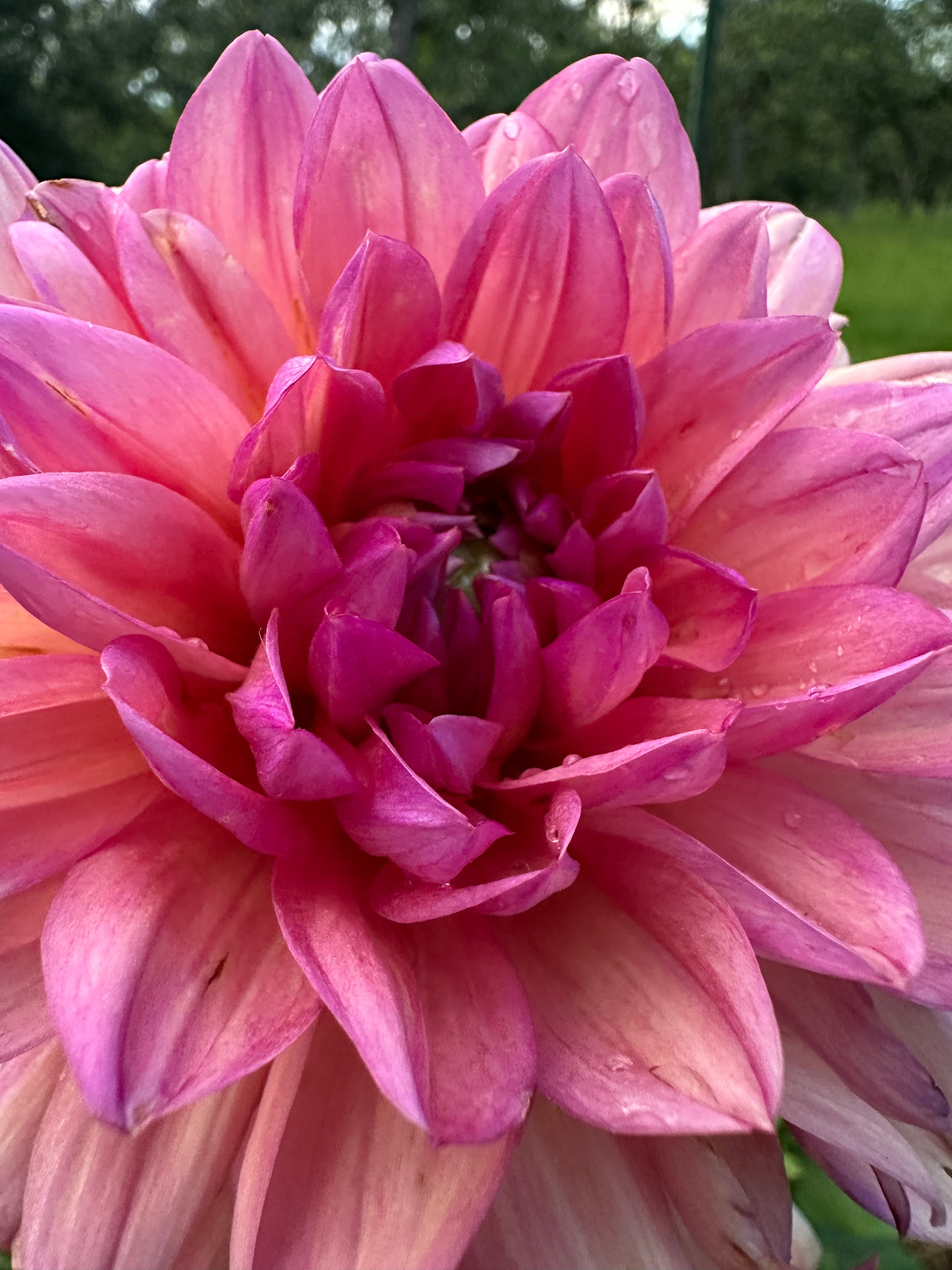 Chateau De La Bourdaisiere Cutting