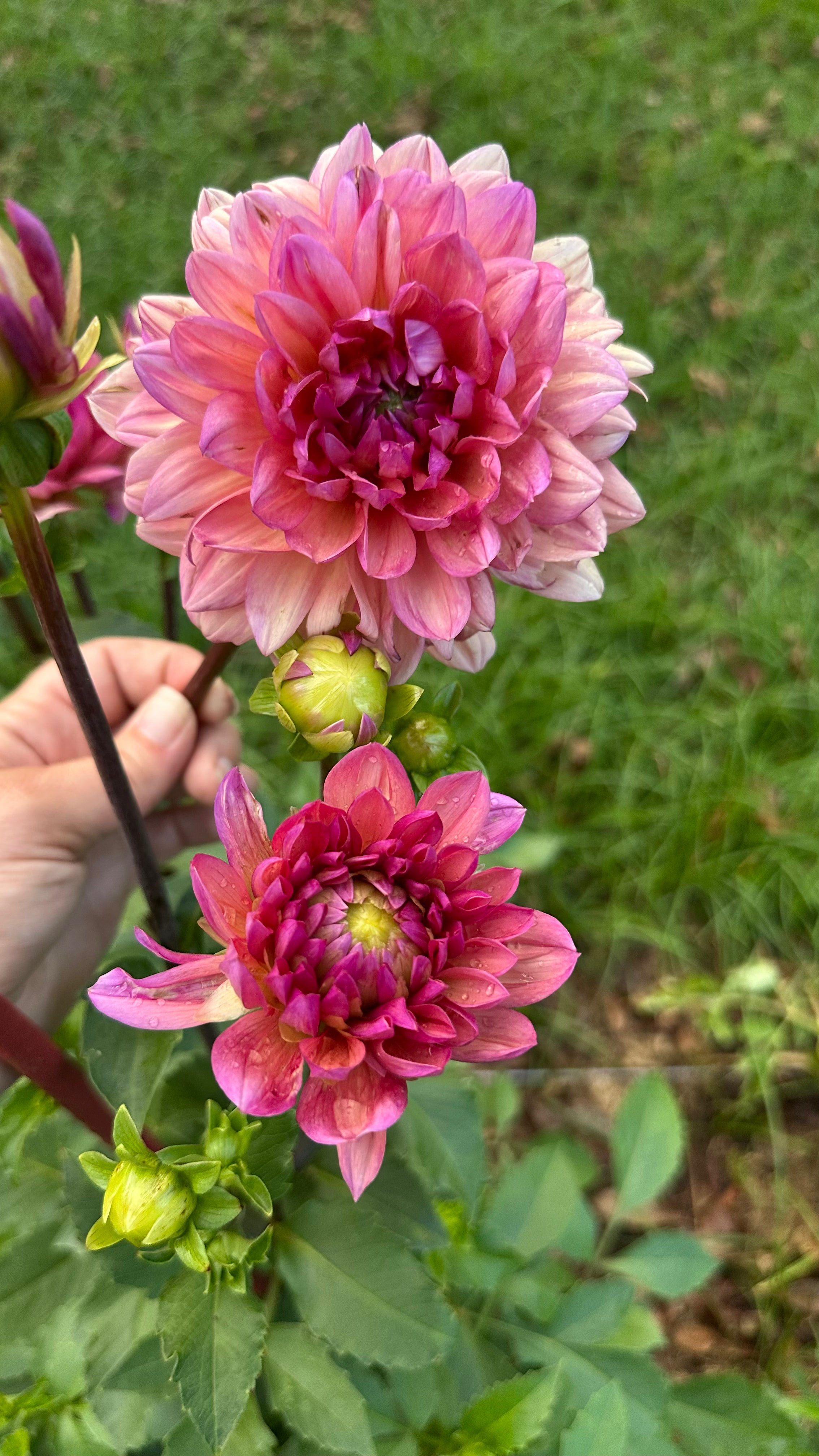 Chateau De La Bourdaisiere Cutting