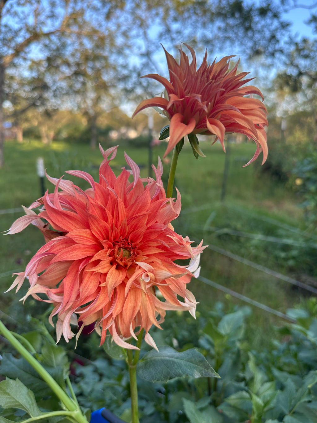 Bloomquist Jean Cutting